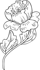 Black and white vector illustration of an abstract blooming flower. Flower design.