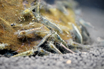 苔に集まるたくさんのミナミヌマエビ