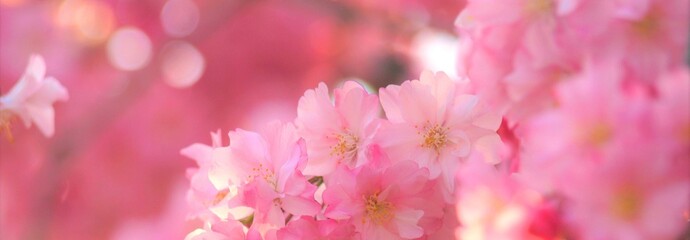 美しい枝垂れ桜、桜の花、日本の桜の花、クローズアップ