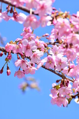 Sakura 2021