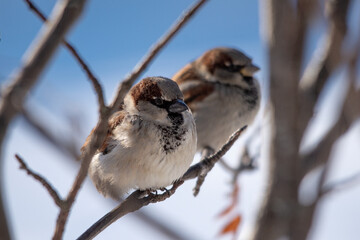 sparrow on branch