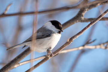 black backed shrike