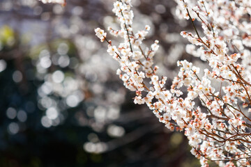満開の白梅の花