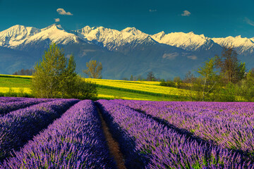 Amazing lavender fields and snowy mountains in background, Transylvania, Romania
