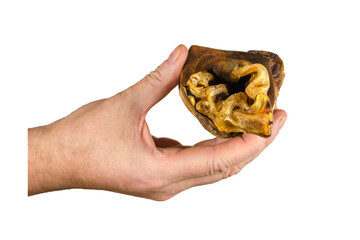 Male hand demonstrates dried beef ear for dogs on a white background.
