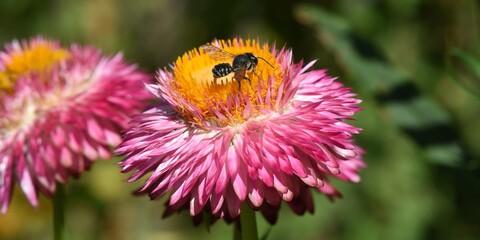 abeille  sur une immortelle 8