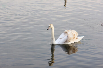 Beautiful swan birds float on the water of the lake.
