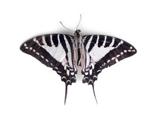 Butterfly wings isolated on white background