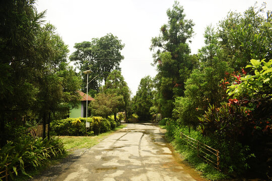 Empty winding gravel footpath through green forest in village of deciduous trees illuminated by sunbeams in mist. Beautiful summer landscape of clean country road surrounded by plant under cloudy sky.