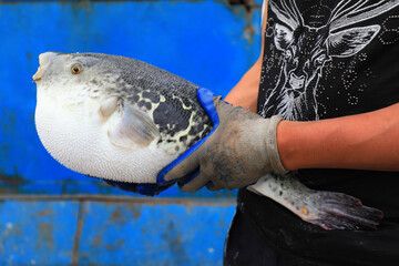 Workers are catching puffer fish on a farm， North China