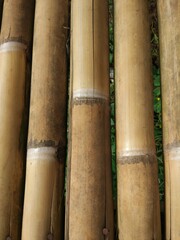 close up of bamboo