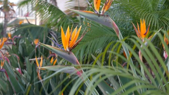 Strelitzia bird of paradise tropical crane flower, California USA. Orange exotic vivid floral blossom, amazon jungle rainforest atmosphere, natural lush foliage, trendy houseplant for home gardening.
