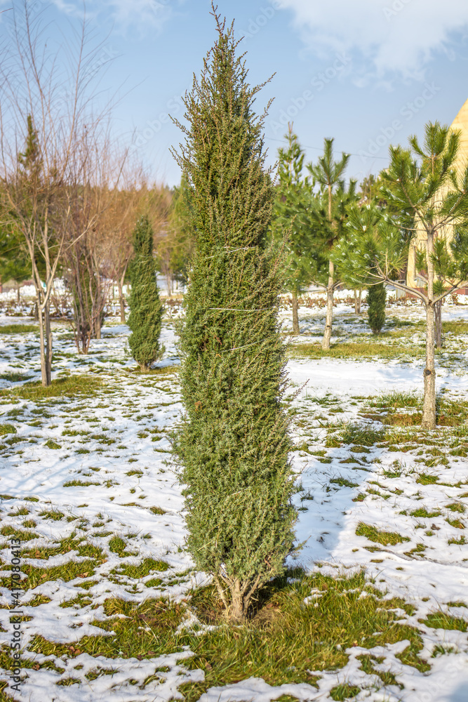 Wall mural young cypress tree in a city park in winter.