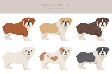 English bulldog clipart. Different poses, coat colors set.