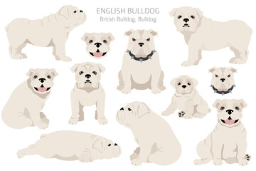 English bulldog clipart. Different poses, coat colors set.