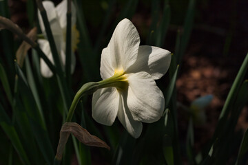 Fototapeta premium Backside of white narcissus flowers on the spring meadow