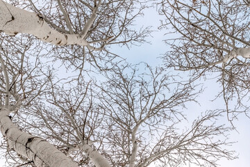 Fototapeta na wymiar Large tree trunk ash zimoy.Vid snizu.Krona dry wood ash in the winter against the backdrop of an overcast sky.