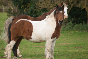 Obraz premium English horses at a stable in united kingdom