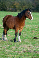 Naklejka na ściany i meble English horses at a stable in united kingdom