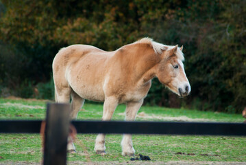 English horses at a stable in united kingdom