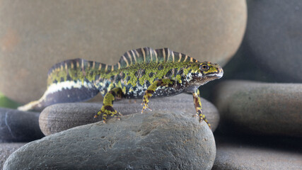 Marbled newt at the bottom of a pond
