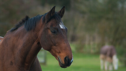 Fototapeta na wymiar English horses at a stable in united kingdom