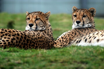 cheetah spotted rare  and isolated 