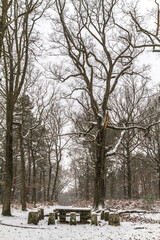 snow covered trees