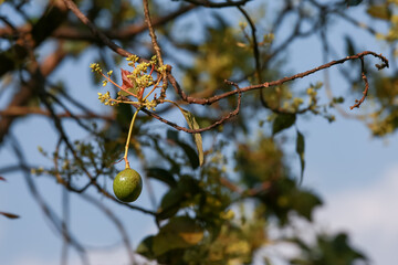 Flowering avocado tree, fruit on tree, avocado fruit set, green leaf, green fruit,