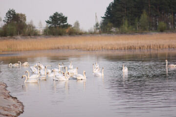 A flock of white swans floating on the reflective water of the lake.