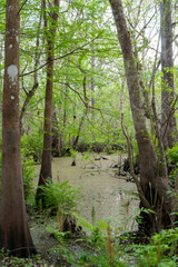 Florida Swamp