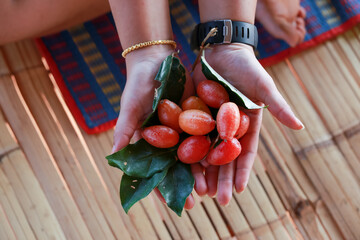 Croton tiglium in my hand looks delicious. Sour fruit © Core