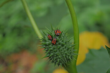 Mediterranean Red Bugs on Thistle