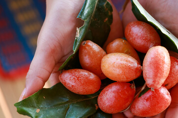Croton tiglium in my hand looks delicious. Sour fruit © Core