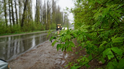 wet track in the forest.