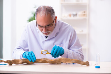 Old senior paleontologist working in the lab