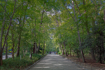Fototapeta premium 京都 糺の森の夏景色