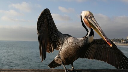 Wild brown pelican on wooden pier railing, Oceanside boardwalk, California ocean beach, USA...