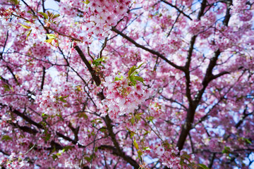 河津桜　ピンク色の花吹雪