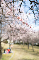 梅の花