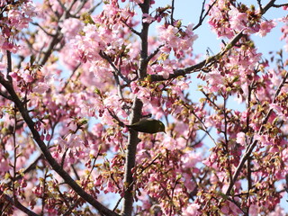 河津桜とメジロ