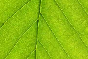 Naklejka na ściany i meble Close-up tree leaf background. Natural background.