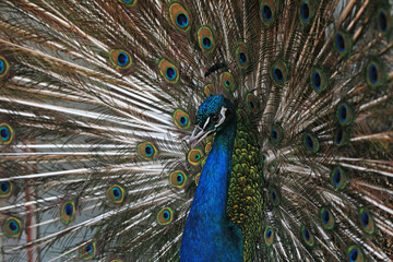 Obraz premium Peacocks display beautiful feathers in the farm, North China