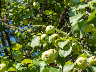 a green Apple hangs on a tree branch on a bright Sunny summer day