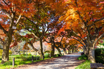 Naklejka premium 小石川植物園 紅葉