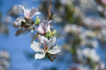 White flowers, Bauhinia variegata, orchid tree, camel's foot plant, Bauhinia variegata are a family of Fabaceae.