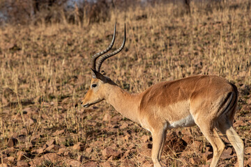 Male impala antelope,  Pilansberg National Park, South Africa