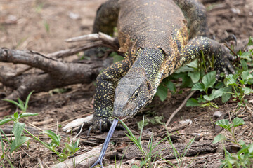 Monitor Lizard,  Kruger National Park, South Africa