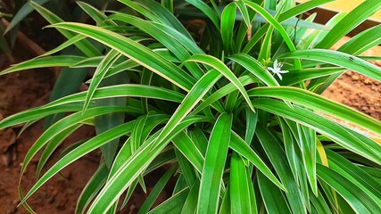 Obraz premium Chlorophytum, Bichetii Grass, Loose Leaf Chlorophytum Bichetii
