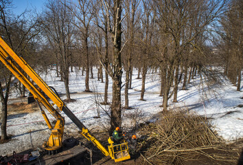Spring pruning. Workers sawed off tree branches in the park - obrazy, fototapety, plakaty